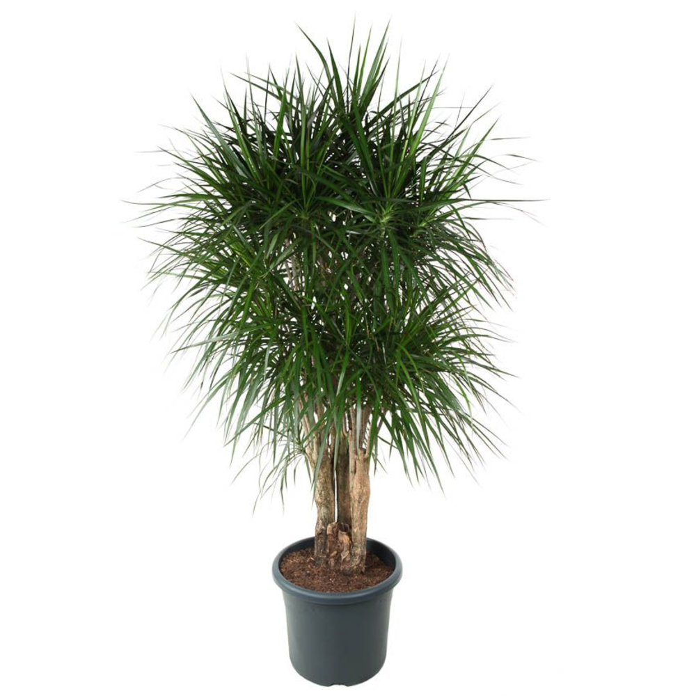 Dracaena Marginata vertakt P48.