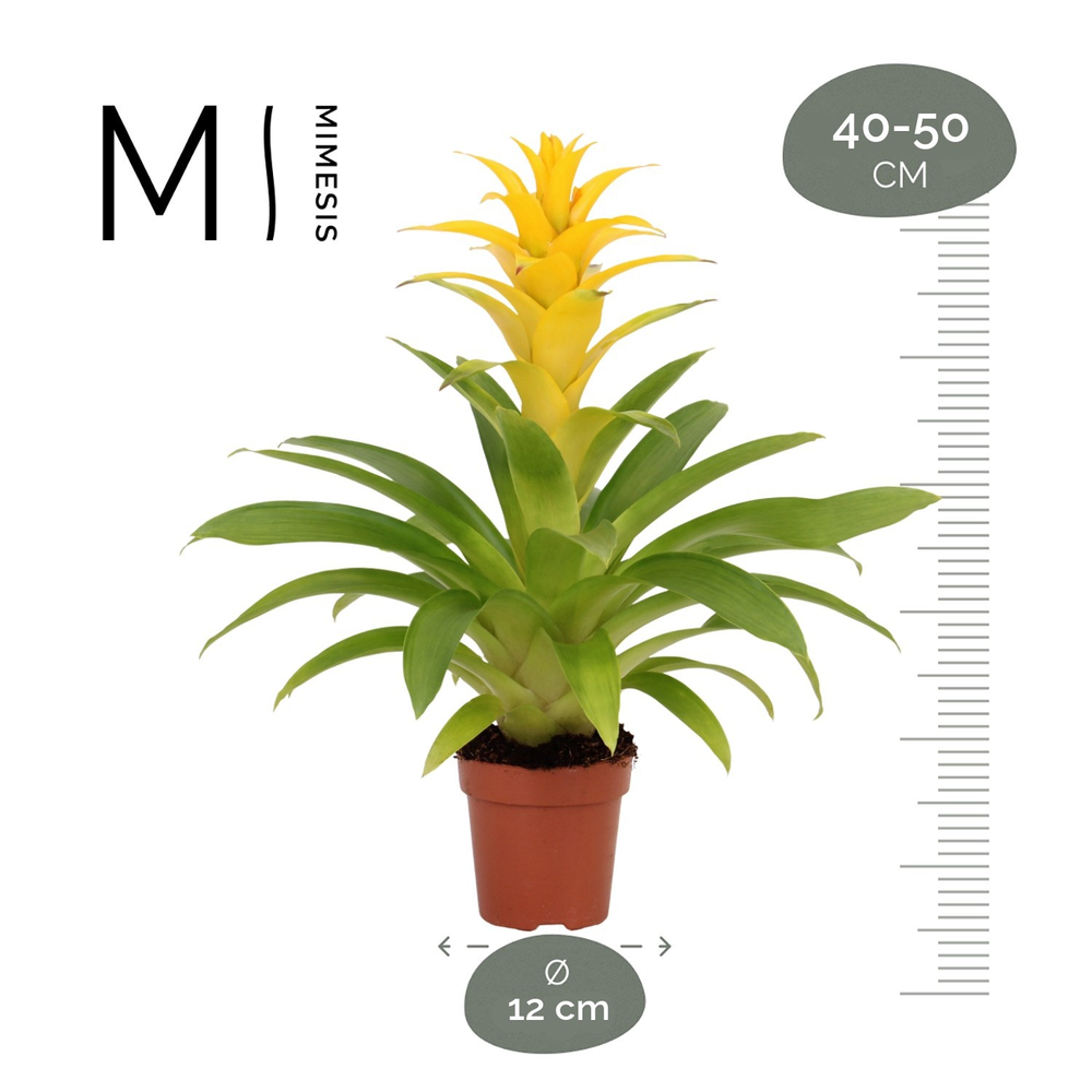Mimesis Guzmania Diana -12 cm.
