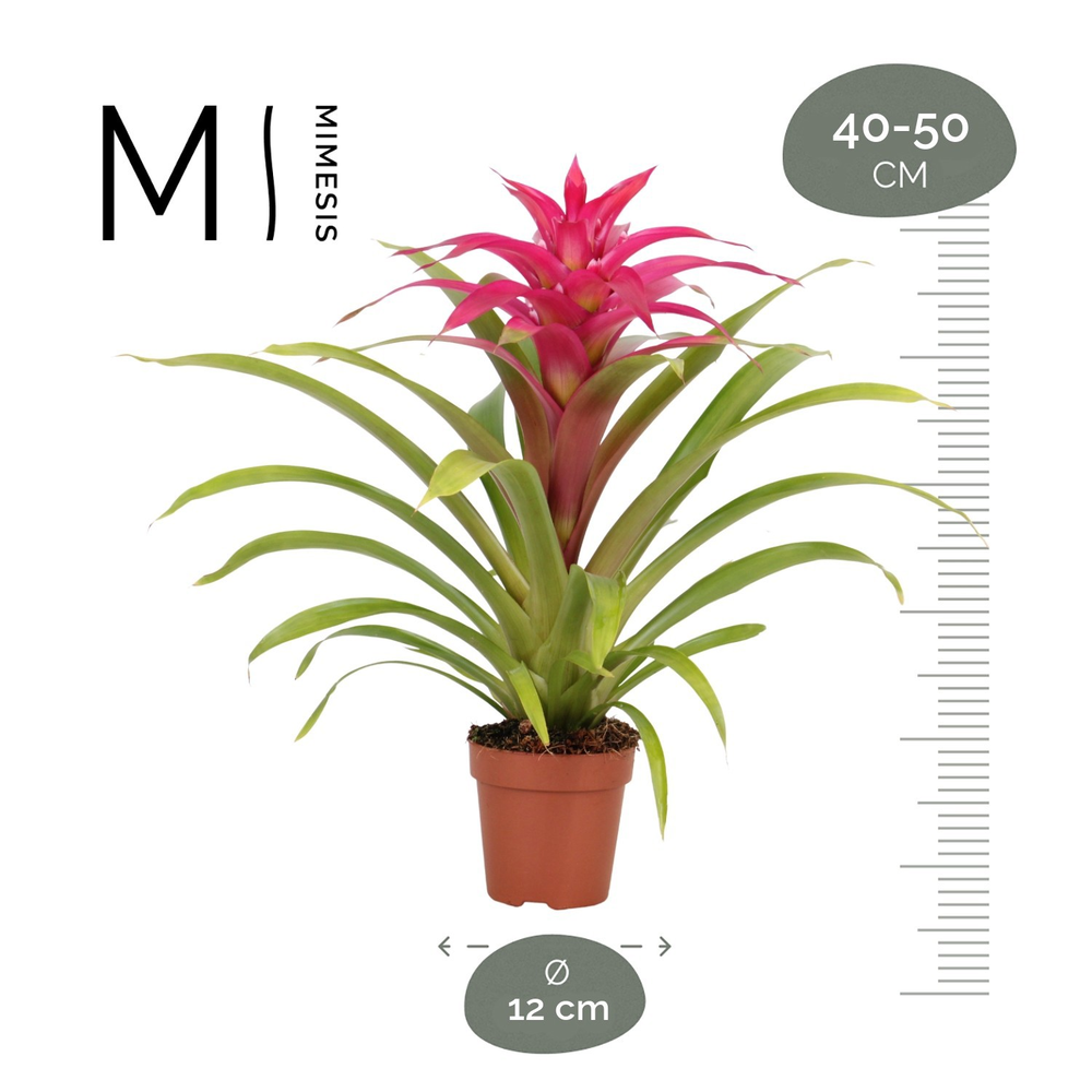 Mimesis Guzmania Deseo Pink - 12 cm.