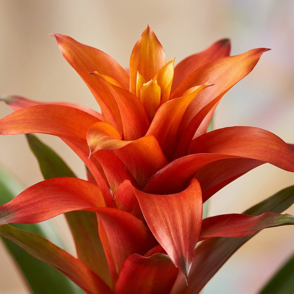 Mimesis Guzmania Fiero Orange - 12 cm.