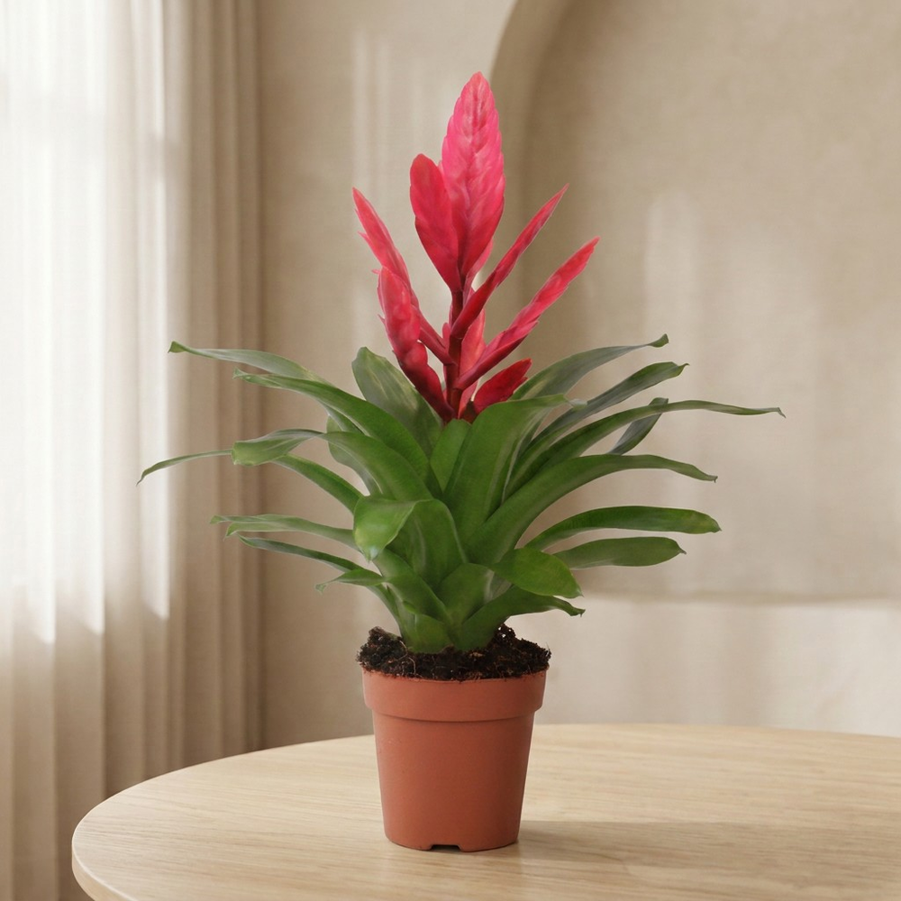 Mimesis Vriesea Intenso Pink -12 cm.
