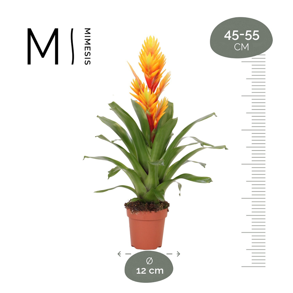 Mimesis Vriesea Intenso Orange Flame - 12 cm.