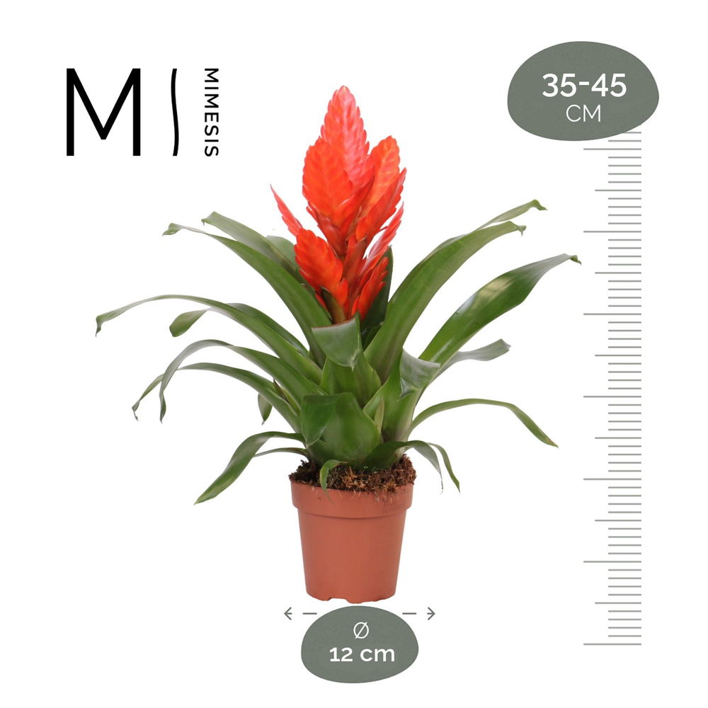 Mimesis Vriesea Intenso Orange - 12 cm.