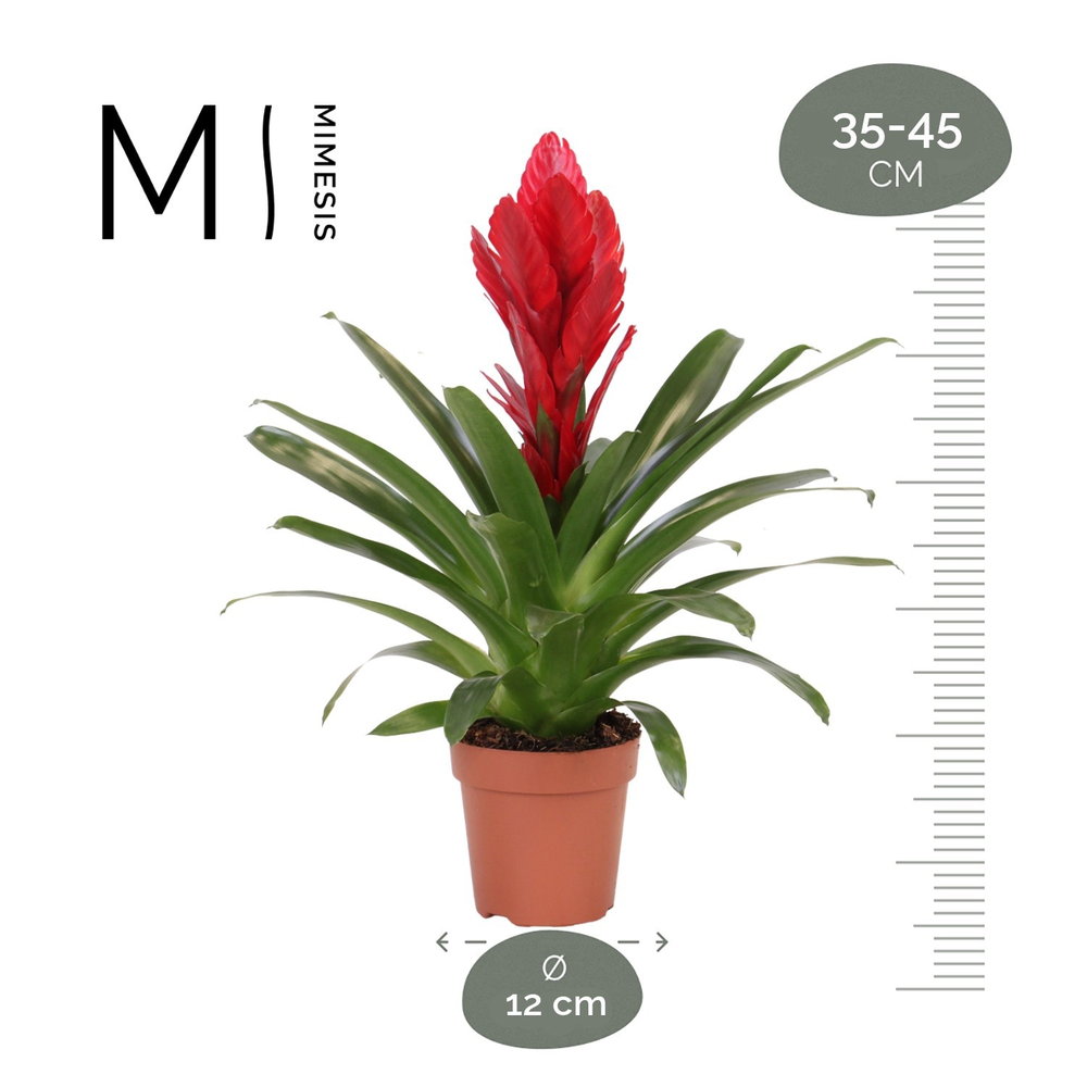 Mimesis Vriesea Intenso Red -12 cm.