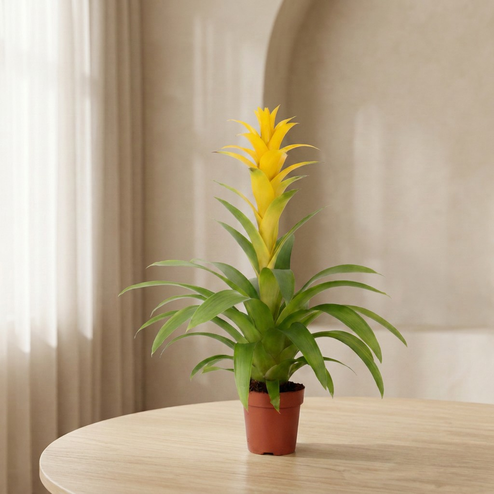 Mimesis Guzmania Suerte Yellow - 12 cm.