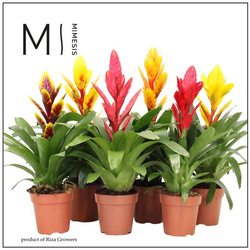 Mimesis Vriesea Cupcake - 12 cm.