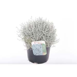 Leucophyta brownii Challenge.