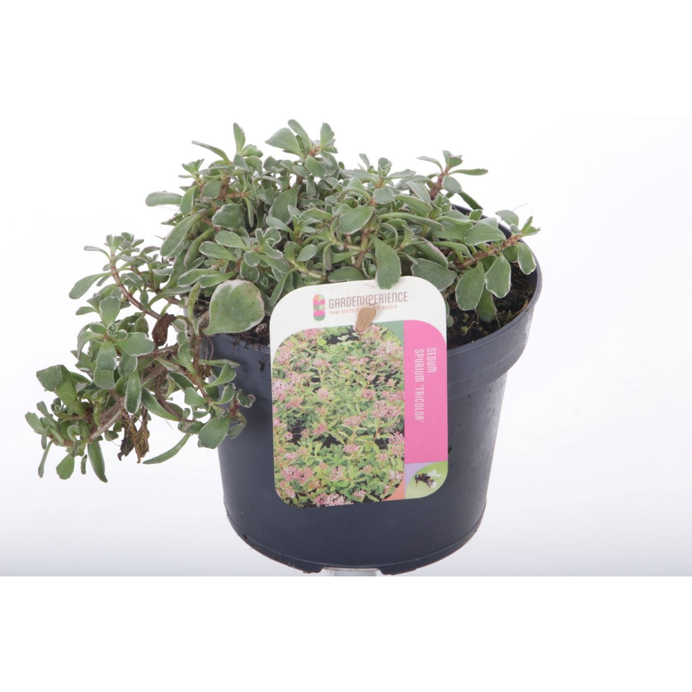 Sedum spurium Tricolor.