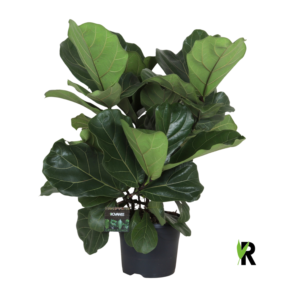 Ficus Lyrata 'Clumb' in hoes.