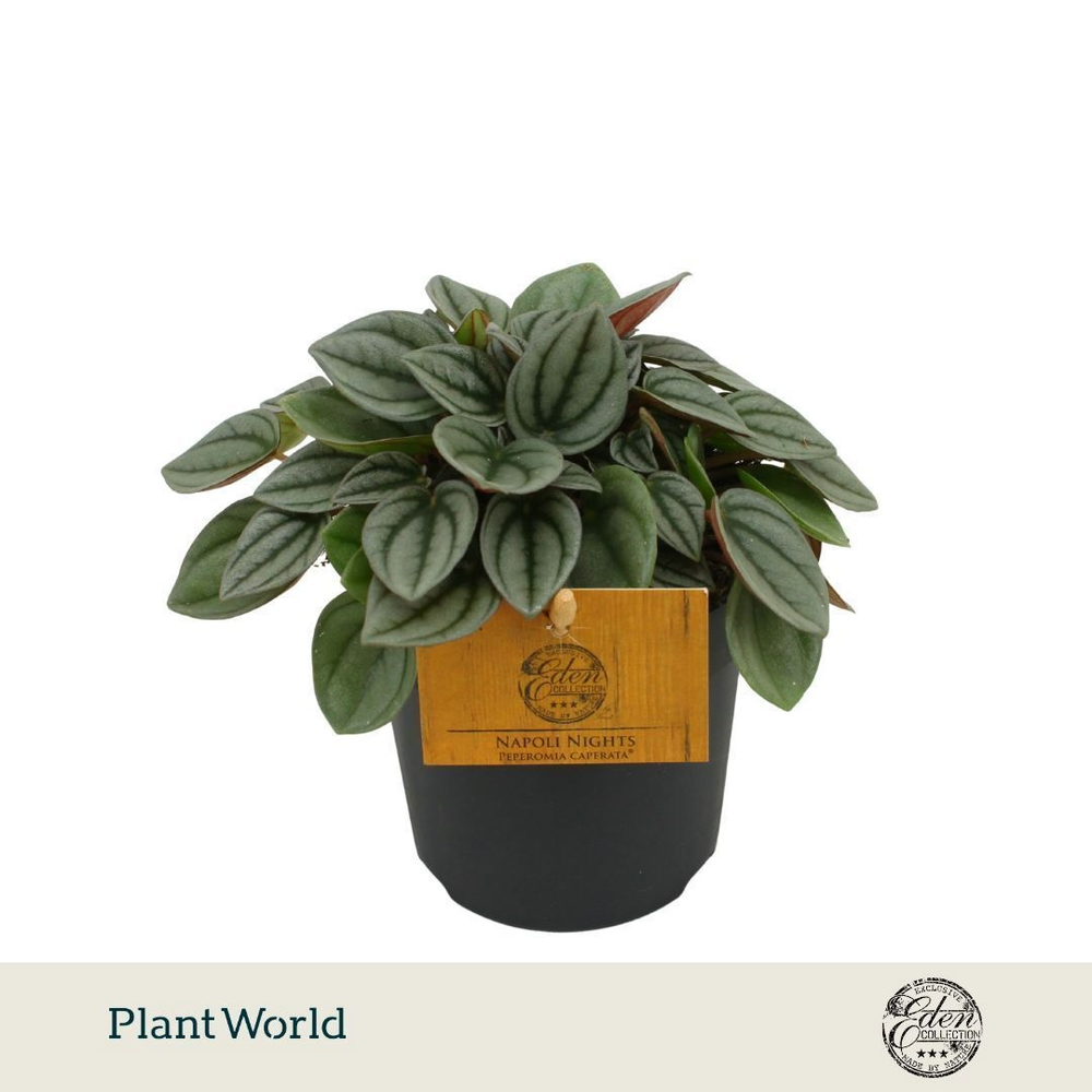 Peperomia Napoli Nights 10,5cm.
