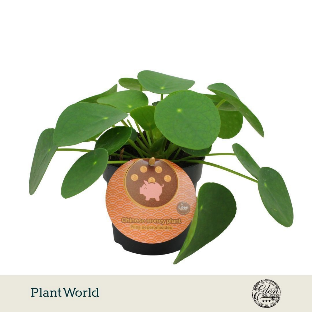 Pilea Peperomioides 10,5cm Engels etiket.
