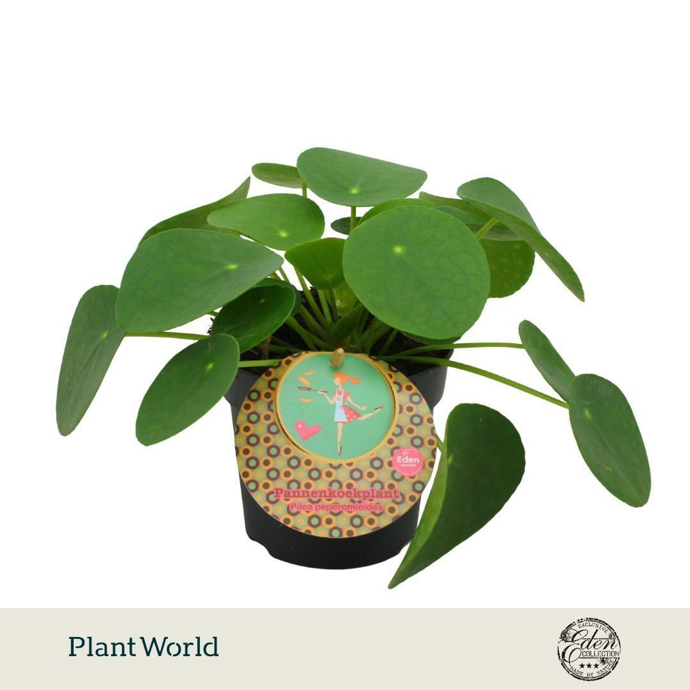 Pilea Peperomioides 10,5cm Nederlands etiket.