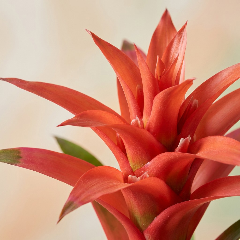 Mimesis Guzmania Suerte Salmon - 12 cm.