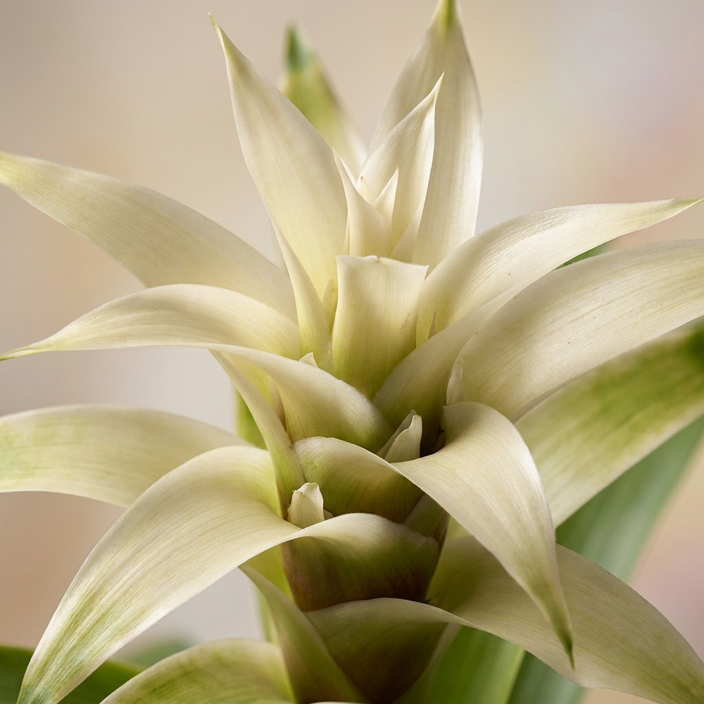 Mimesis Guzmania Suerte White - 12 cm.