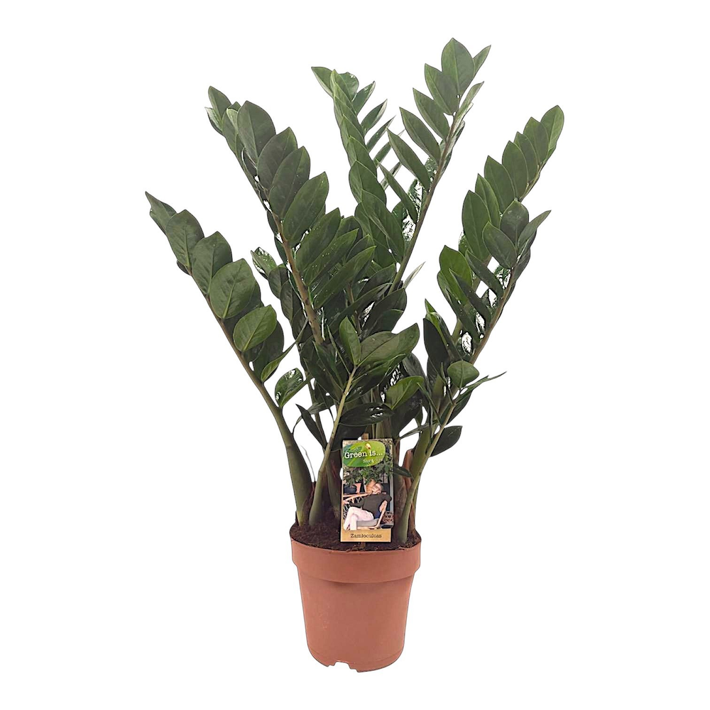Zamioculcas 4-5 veren - hoogte 70-80.