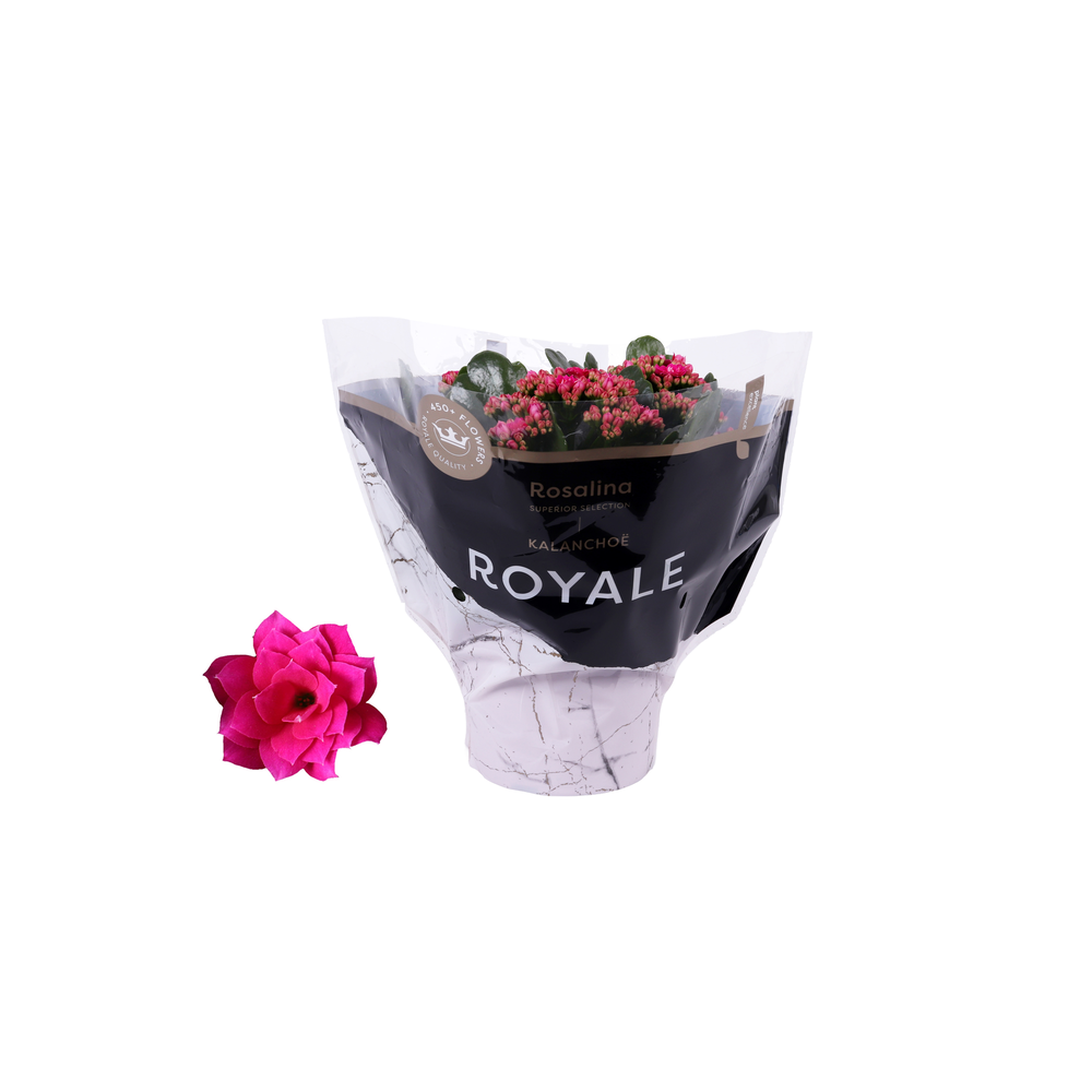 Kalanchoe Rosalina 15cm Royale Victorio paars.