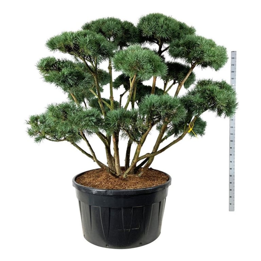Pinus sylv. 'Watereri'.