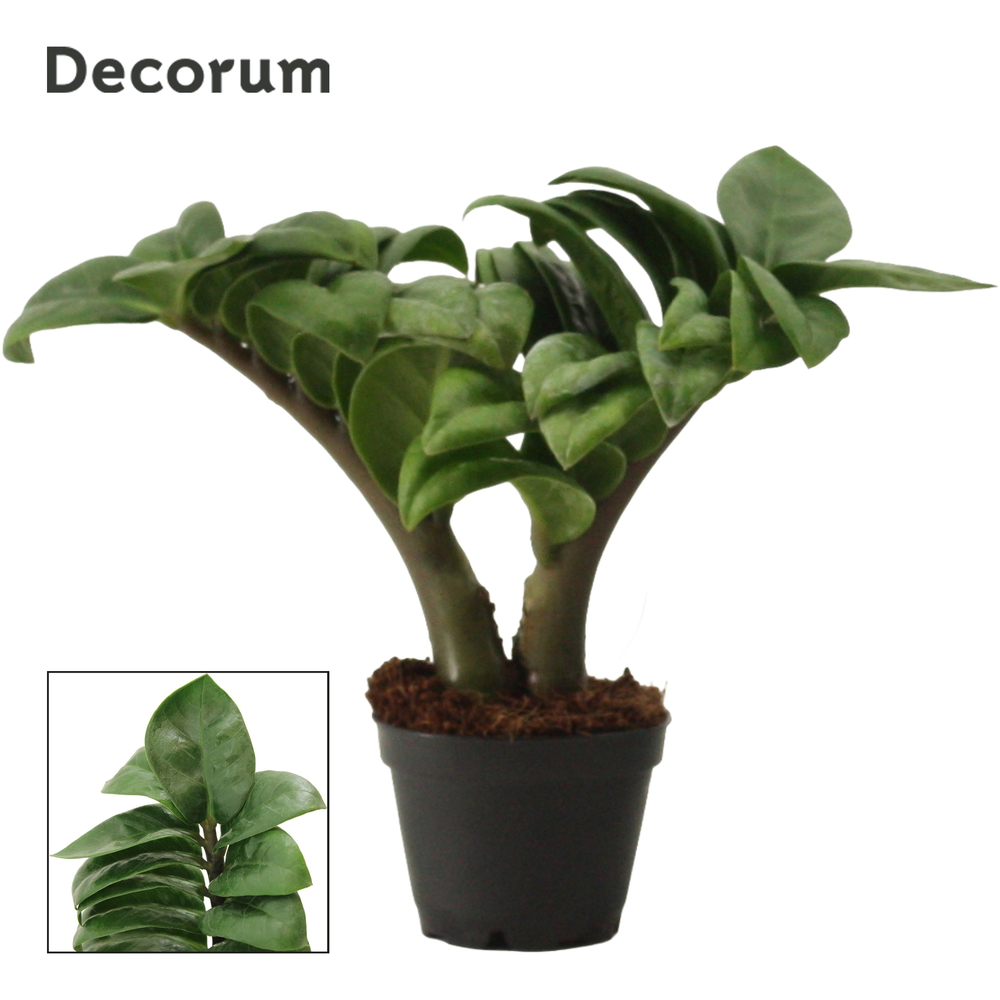 Zamioculcas Zenzi V-leaf 6 cm, 2 veren (Decorum).