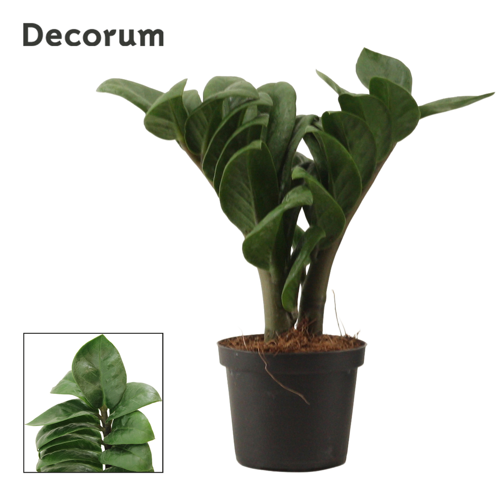 Zamioculcas Zenzi V-leaf 9 cm, 2 veren (Decorum).