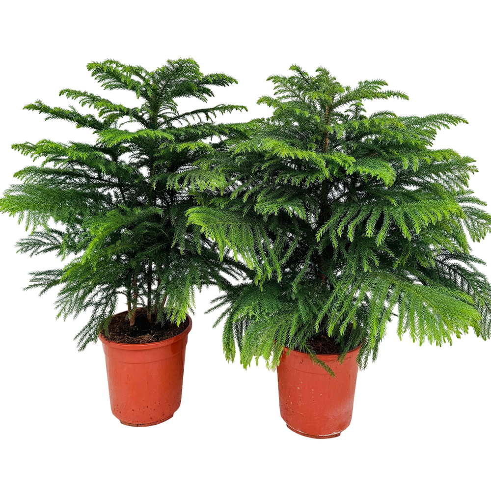 Araucaria heterophylla P24.