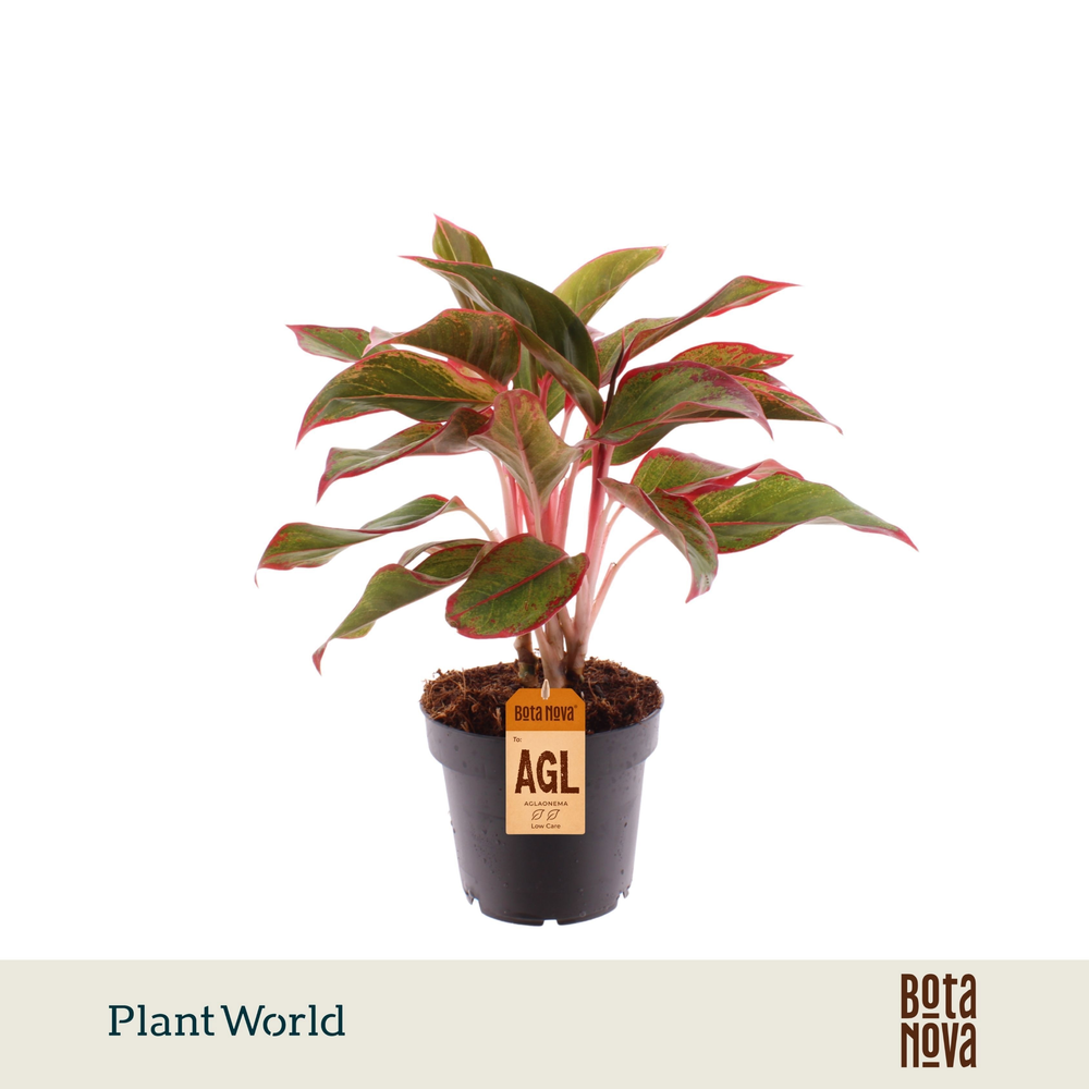 Aglaonema Crete.