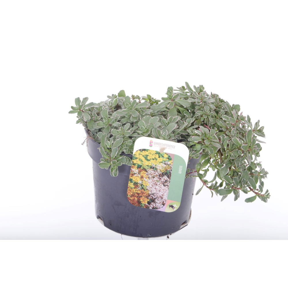Sedum spurium Tricolor.