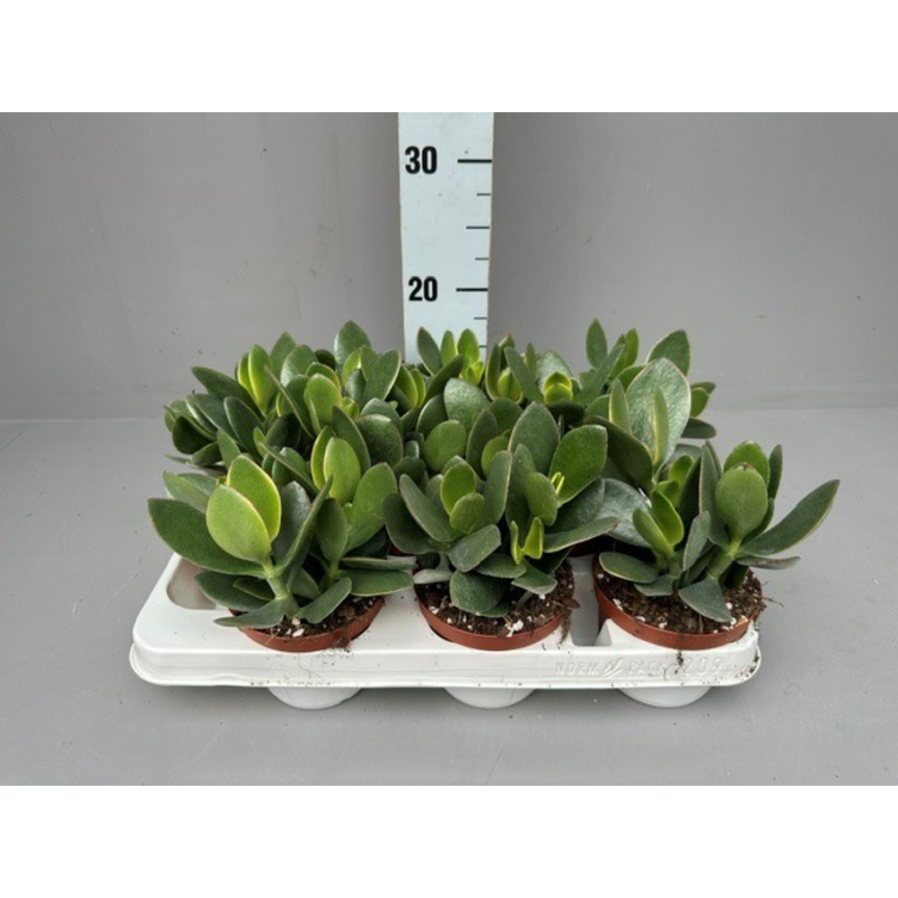 Crassula OVATA JADE.
