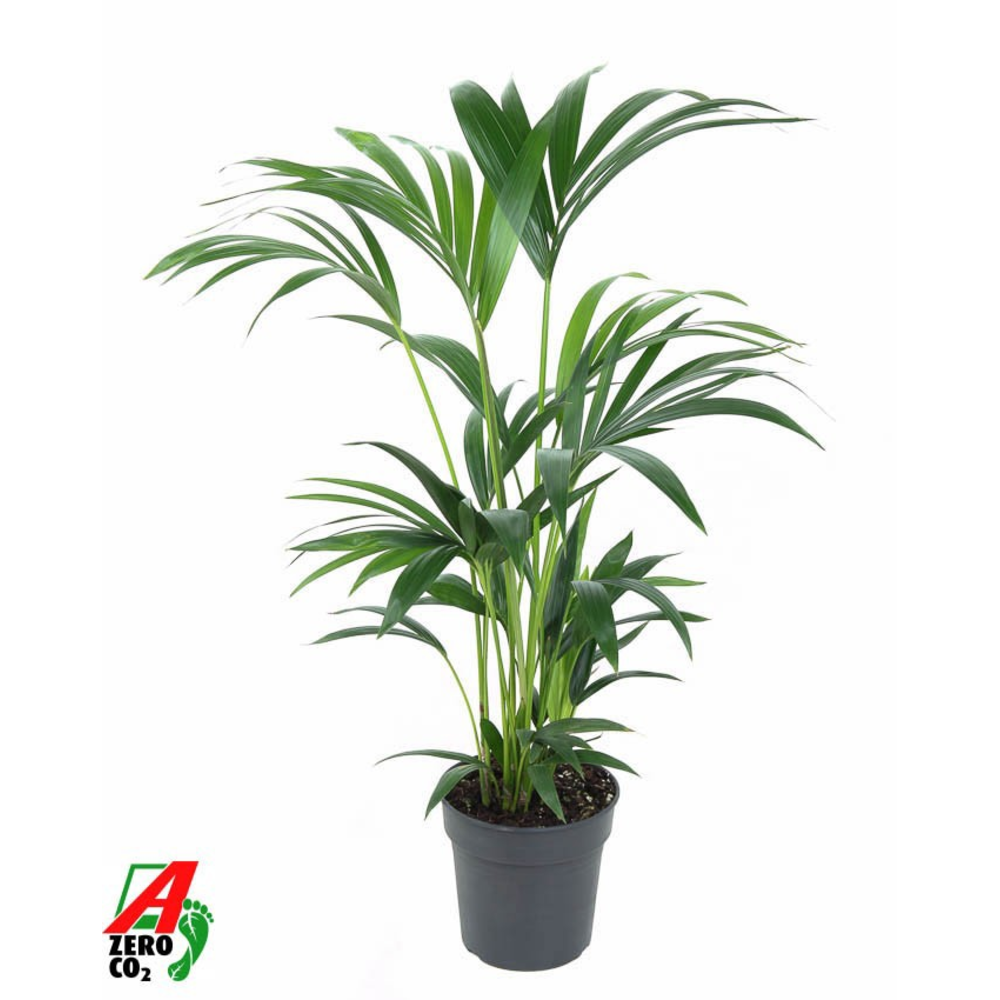 Howea Forsteriana(kentia) P19-80.