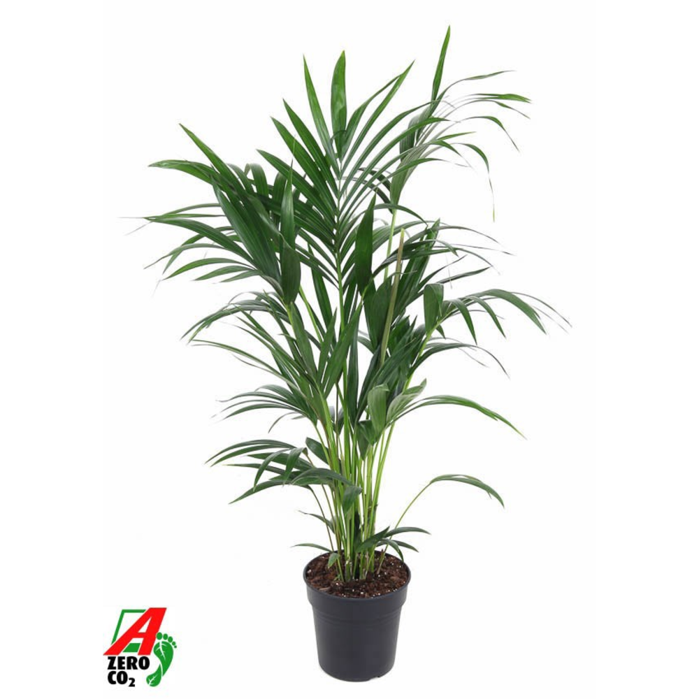 Howea Forsteriana(kentia) P21-110.