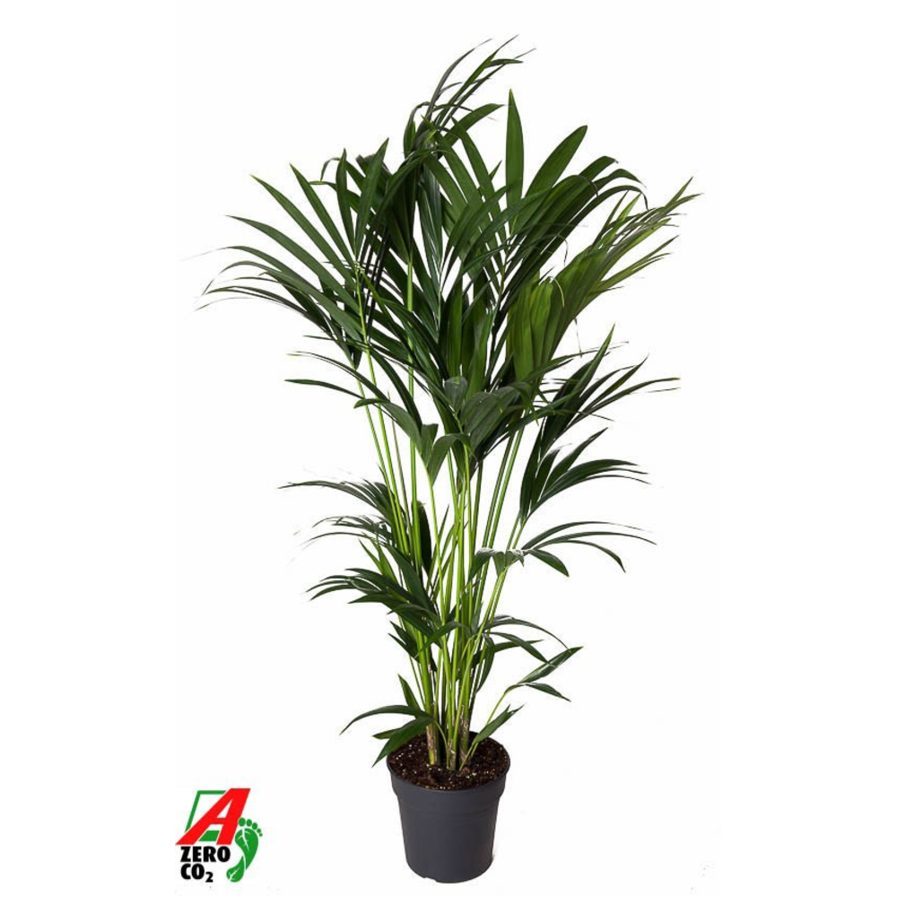 Howea Forsteriana(kentia) P24-130.