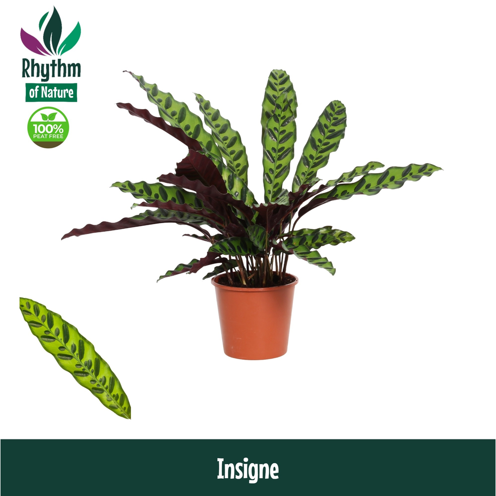 Calathea 14cm Insigne Rhythm of Nature (Lancifolia.