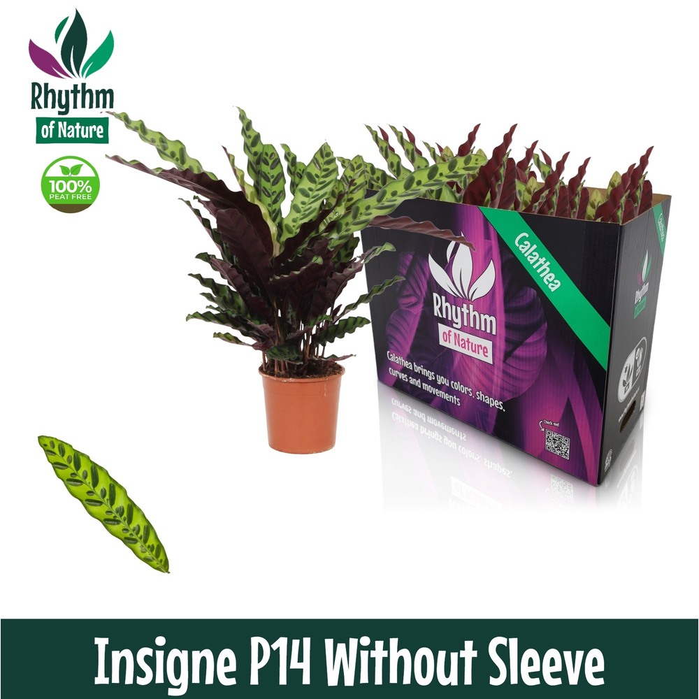 Calathea 14cm Insigne Rhythm of Nature zonder hoes.