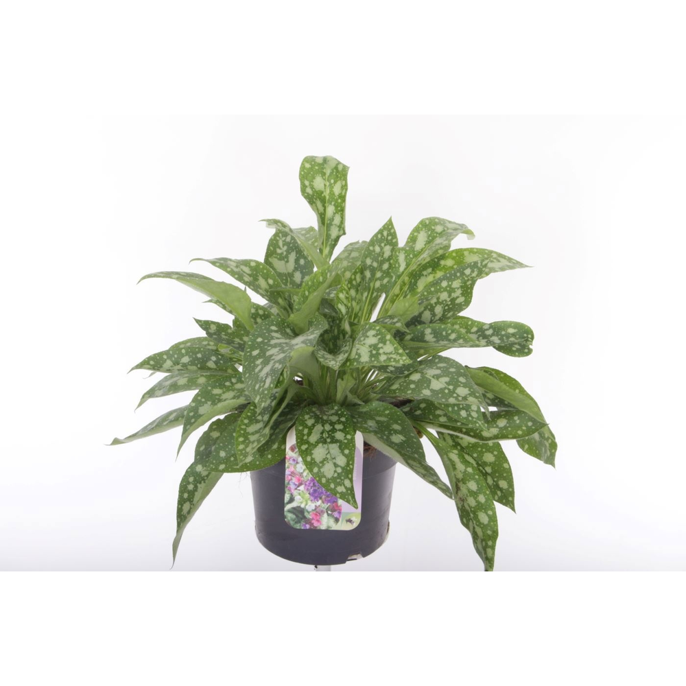 Pulmonaria longifolia Majesté.