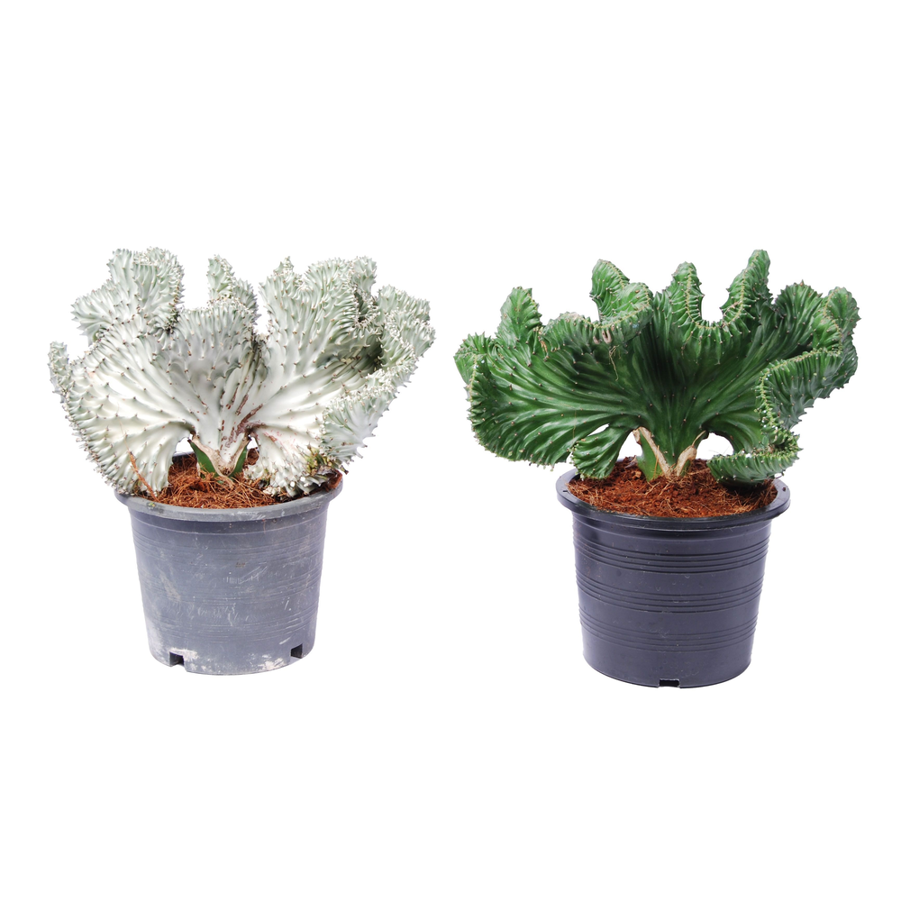 Euphorbia lactea 'Magna' p15.
