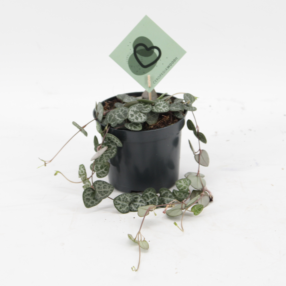 Ceropegia Woodii.