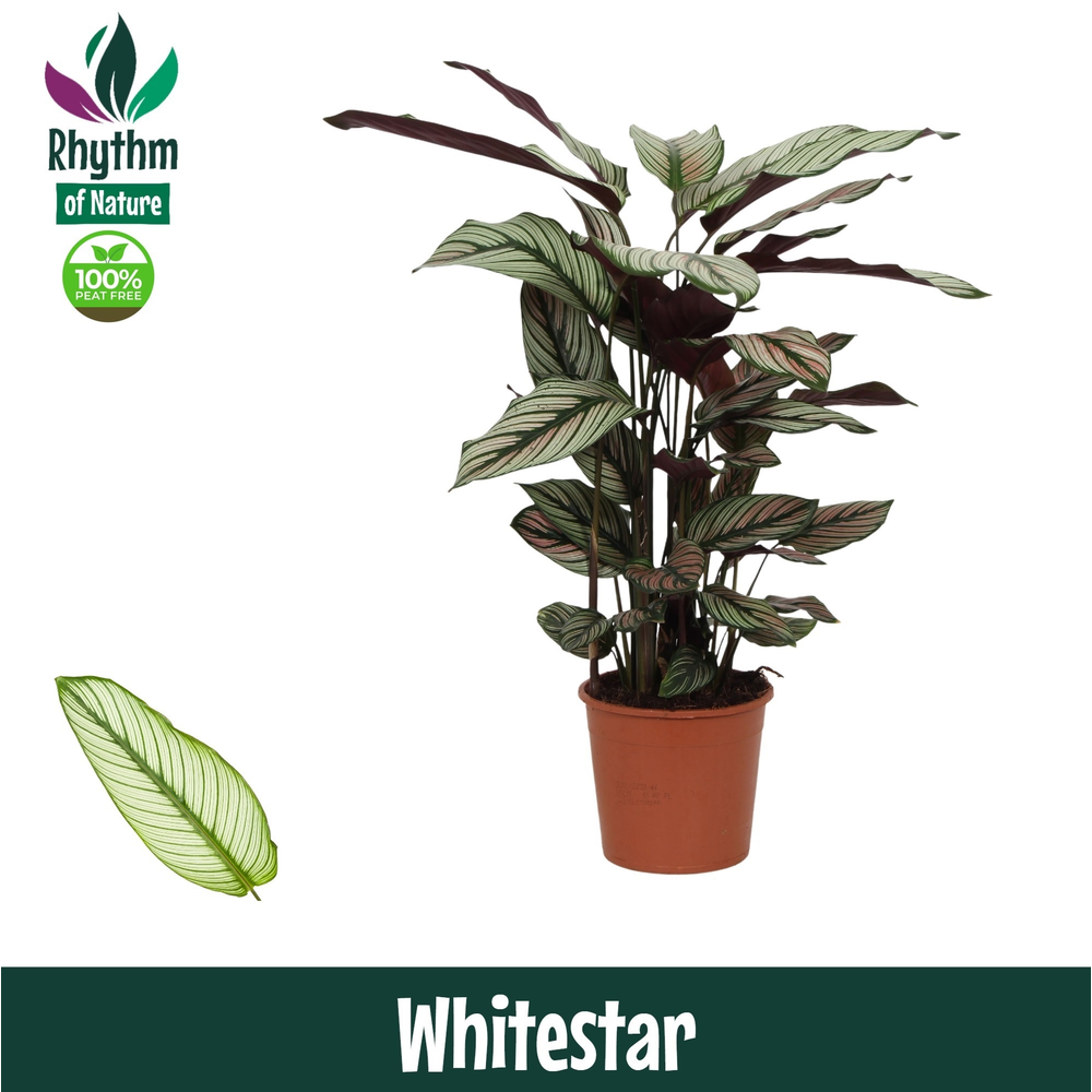 Calathea 14cm Whitestar Rhythm of Nature.