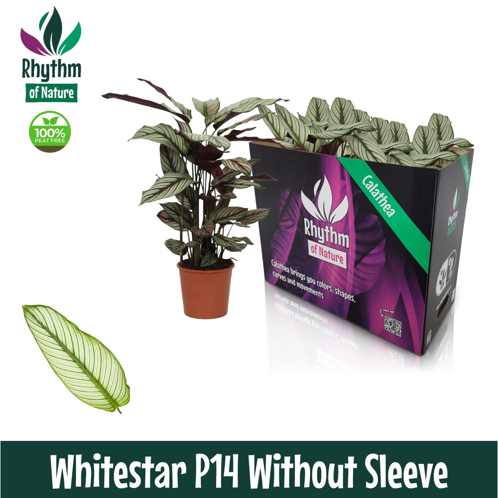 Calathea 14cm Whitestar Rhythm of Nature zonder ho.