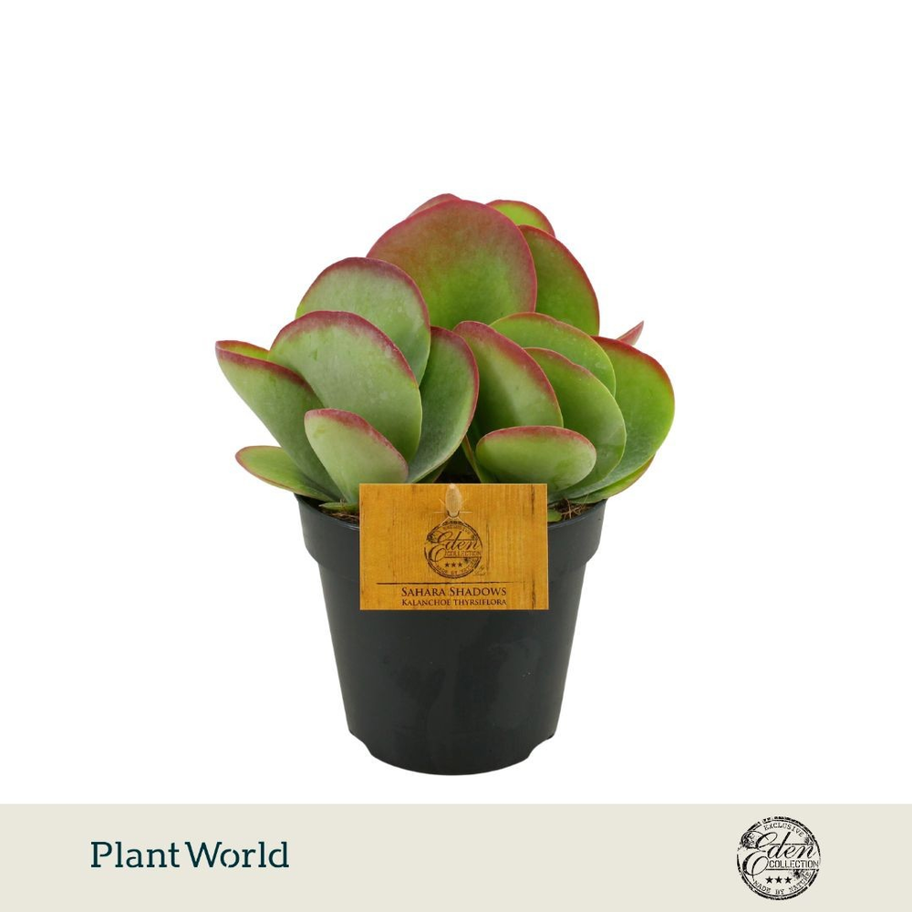 Kalanchoe Thyrsiflora 12cm.