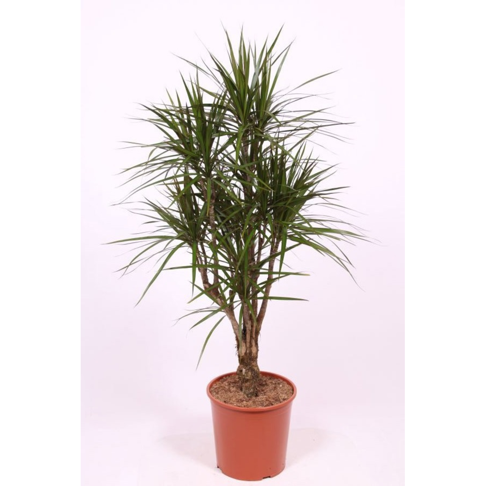 Dracaena marginata.