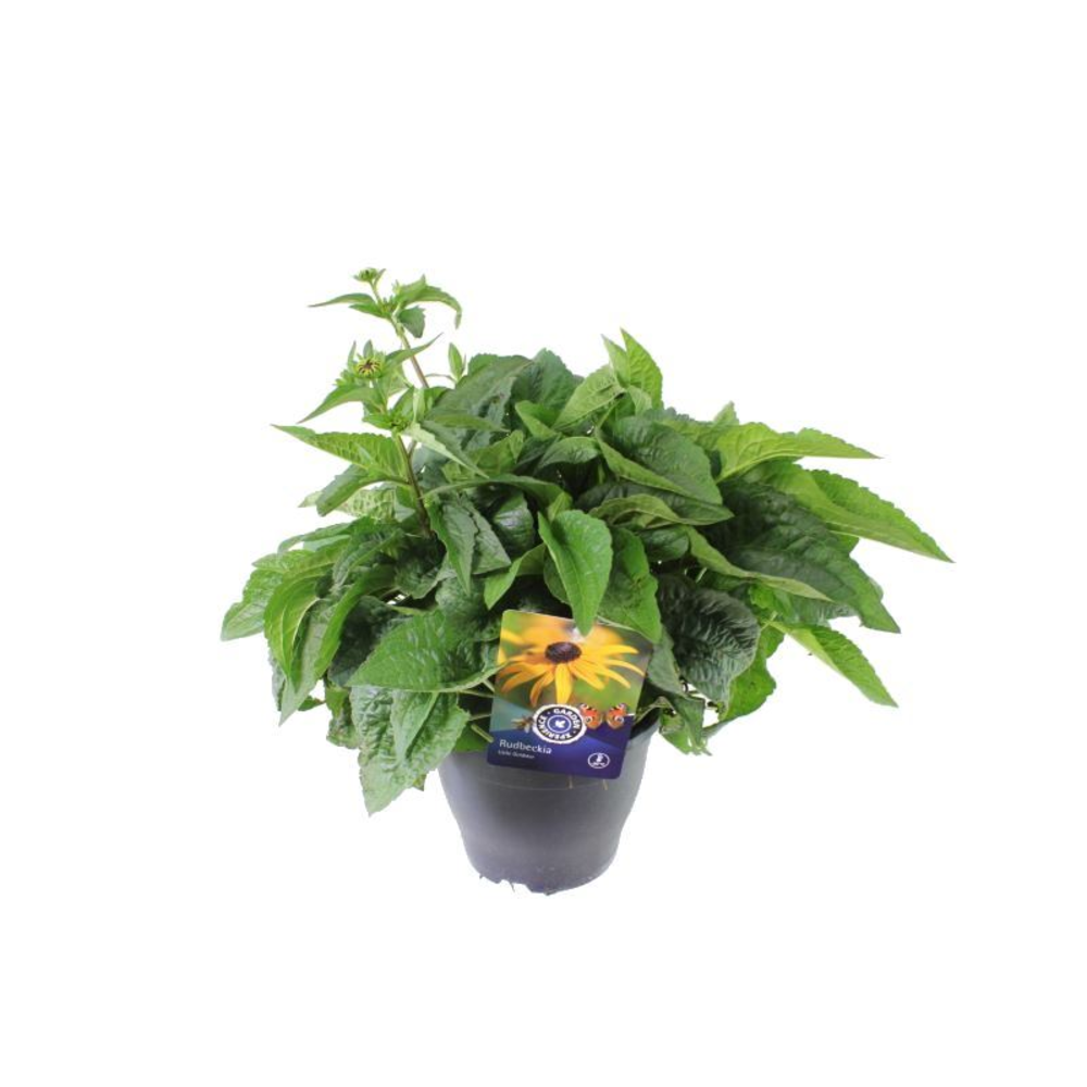 Rudbeckia fulgida Little Goldstar.