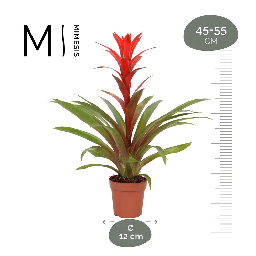 Mimesis Guzmania Suerte Red - 12 cm.