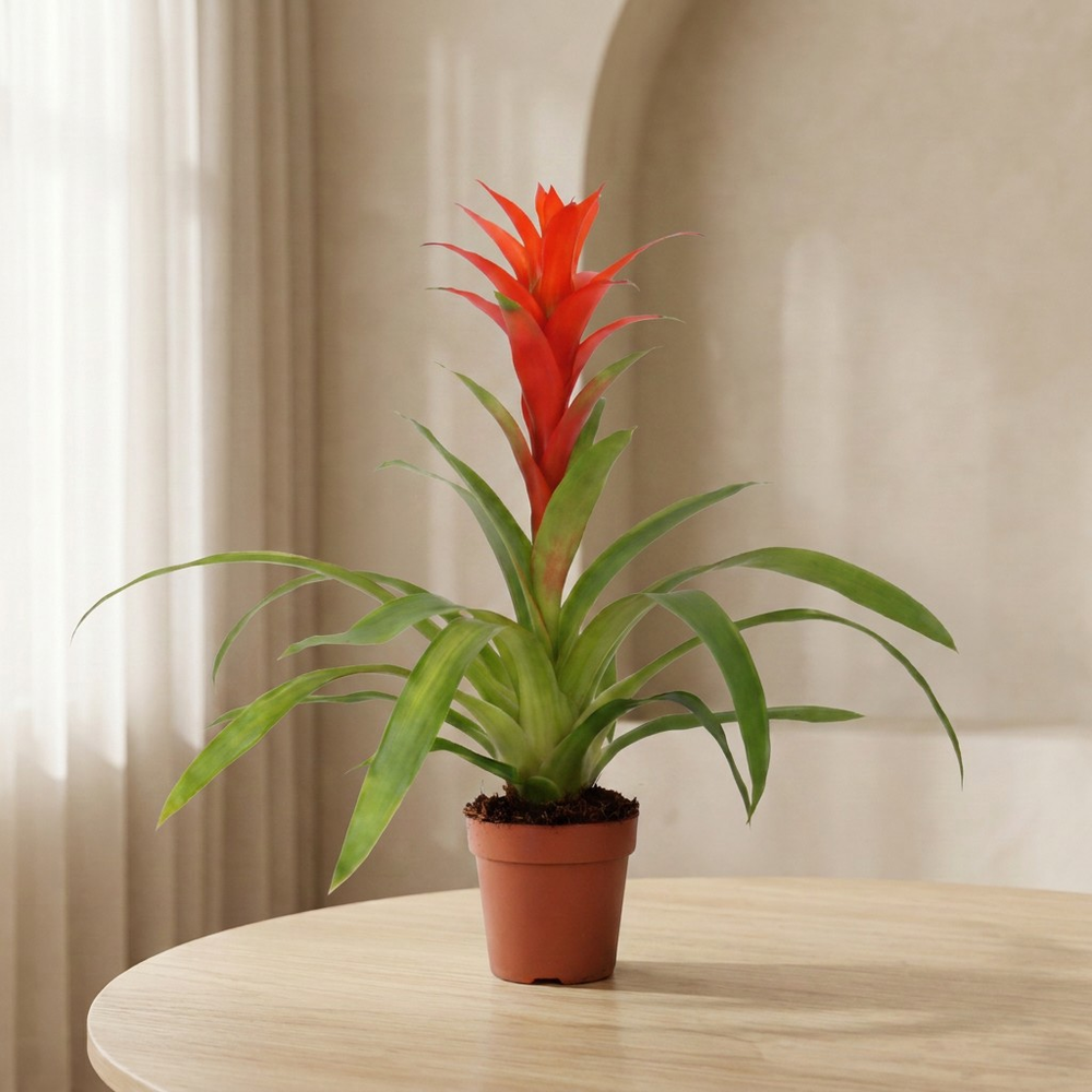 Mimesis Guzmania Suerte Orange - 12 cm.