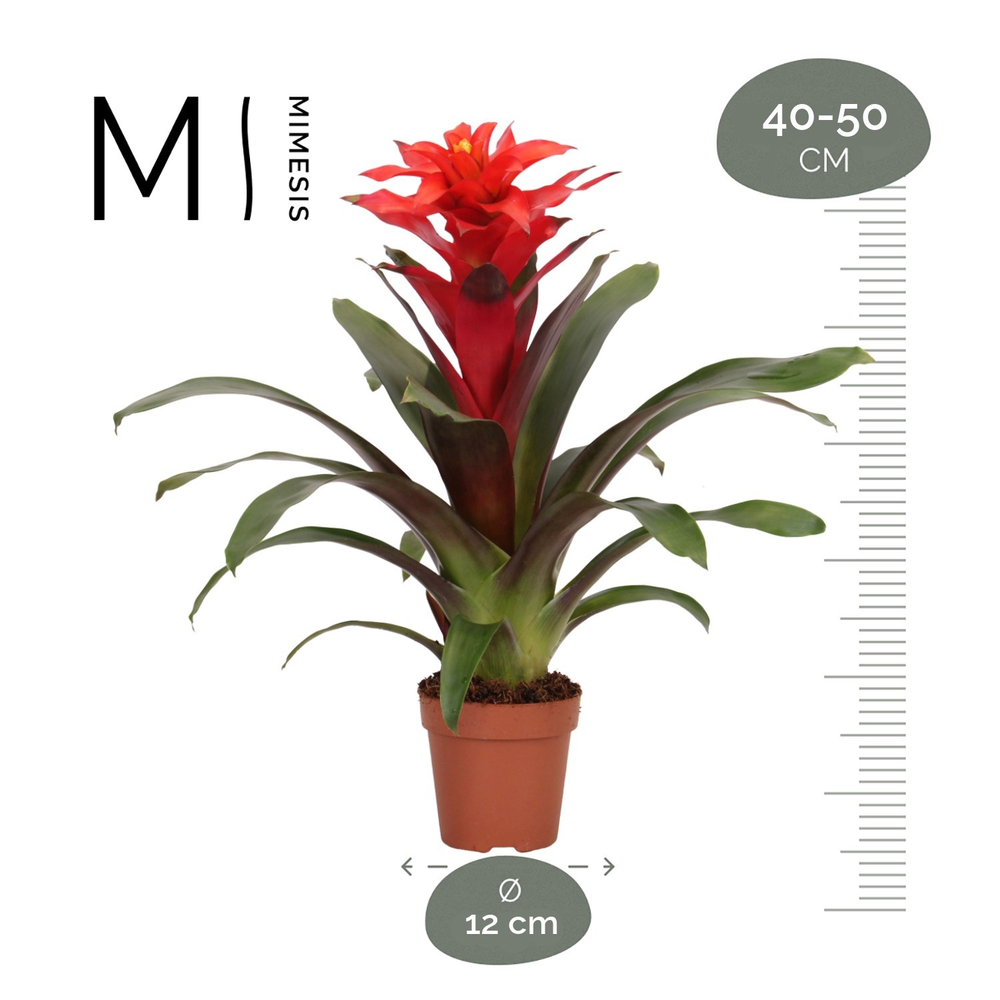 Mimesis Guzmania Fiero Red - 12 cm.