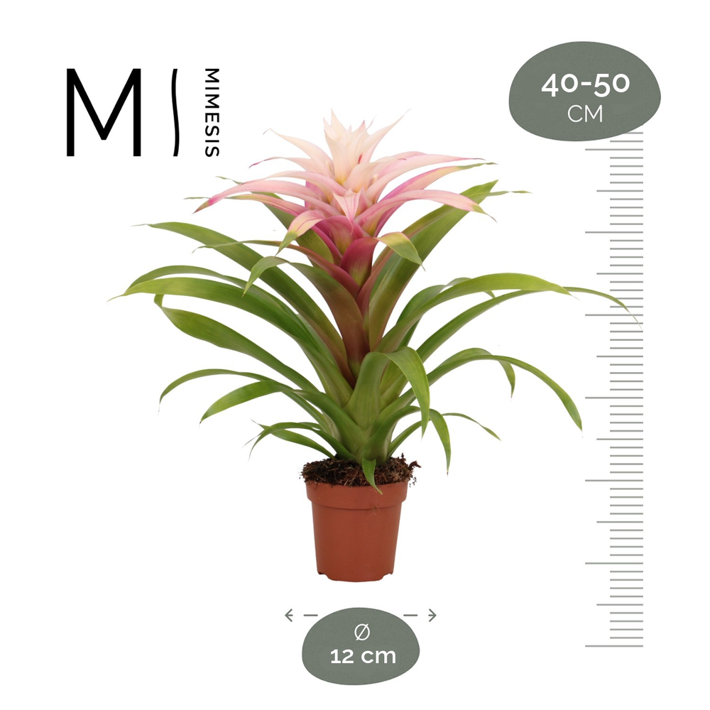 Mimesis Guzmania Deseo Magical white 12 cm.