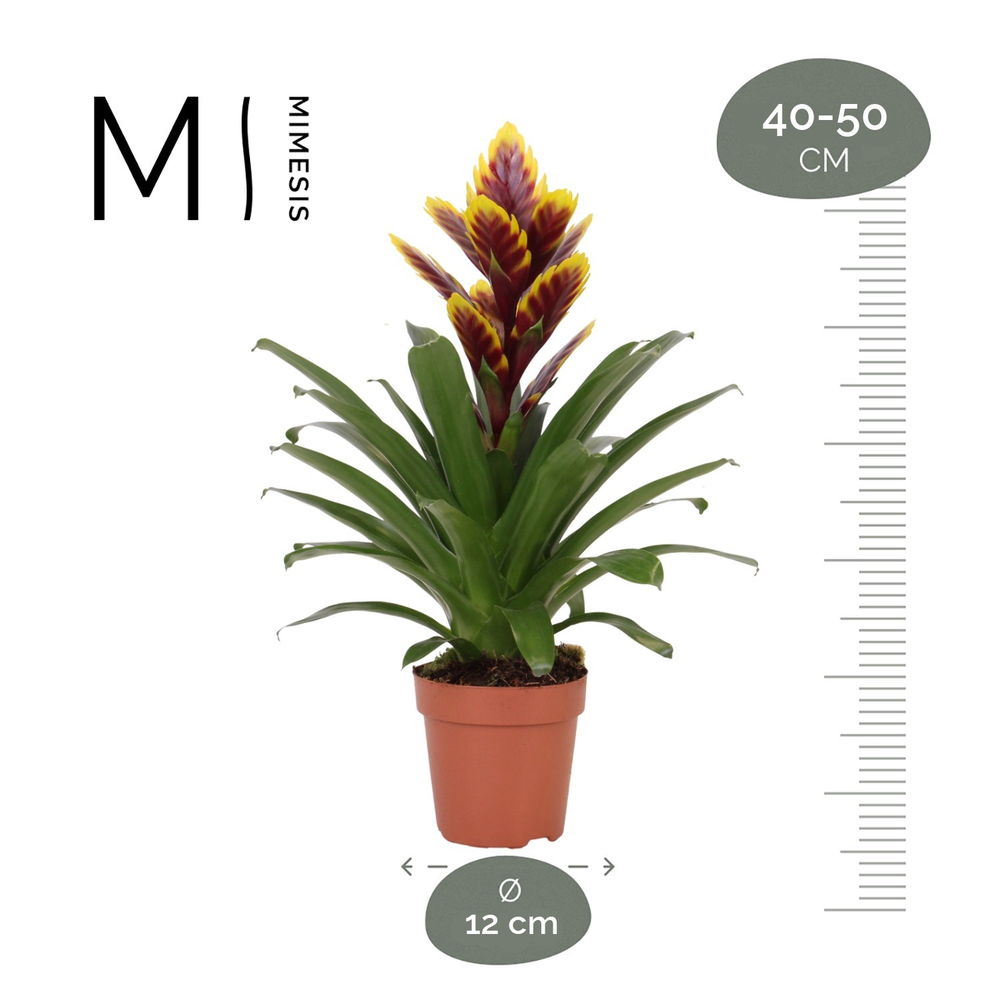 Mimesis Vriesea Intenso Purple Flame -12 cm.