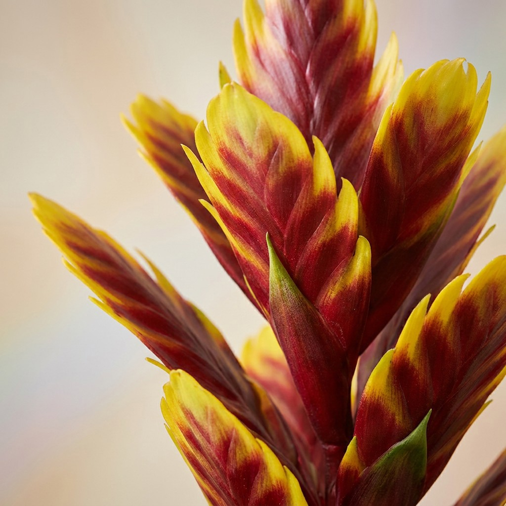 Mimesis Vriesea Intenso Purple Flame -12 cm.