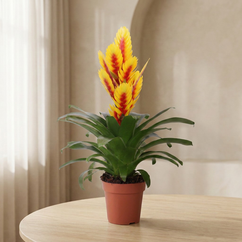 Mimesis Vriesea Intenso Yellow Flame - 12 cm.