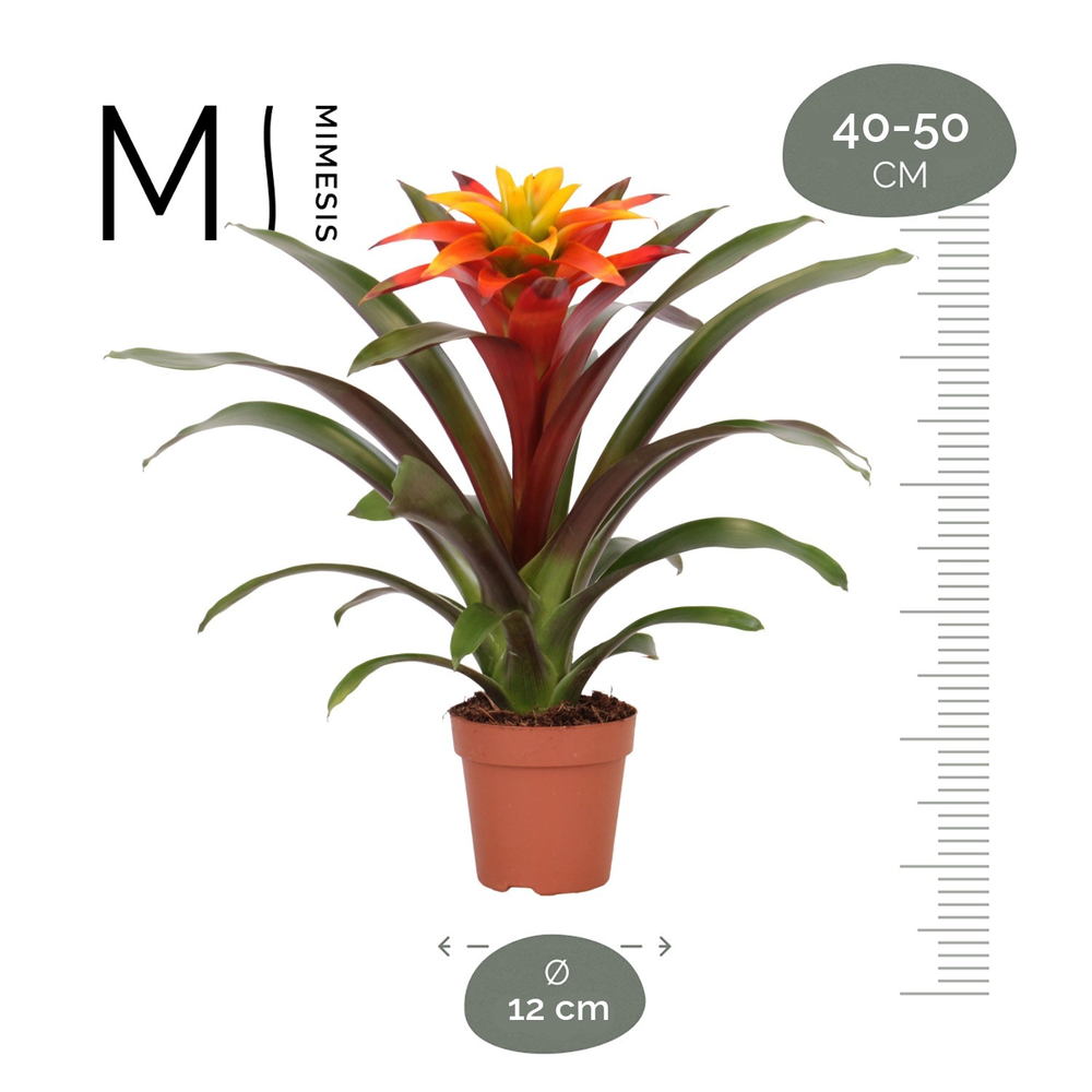 Mimesis Guzmania Fiero Yellow - 12 cm.