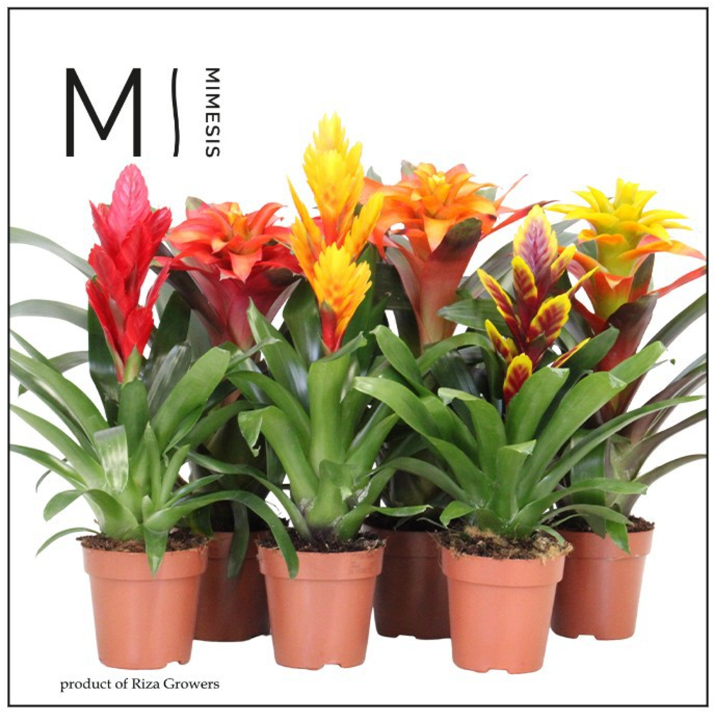 Mimesis Bromelia Classic - 12 cm.