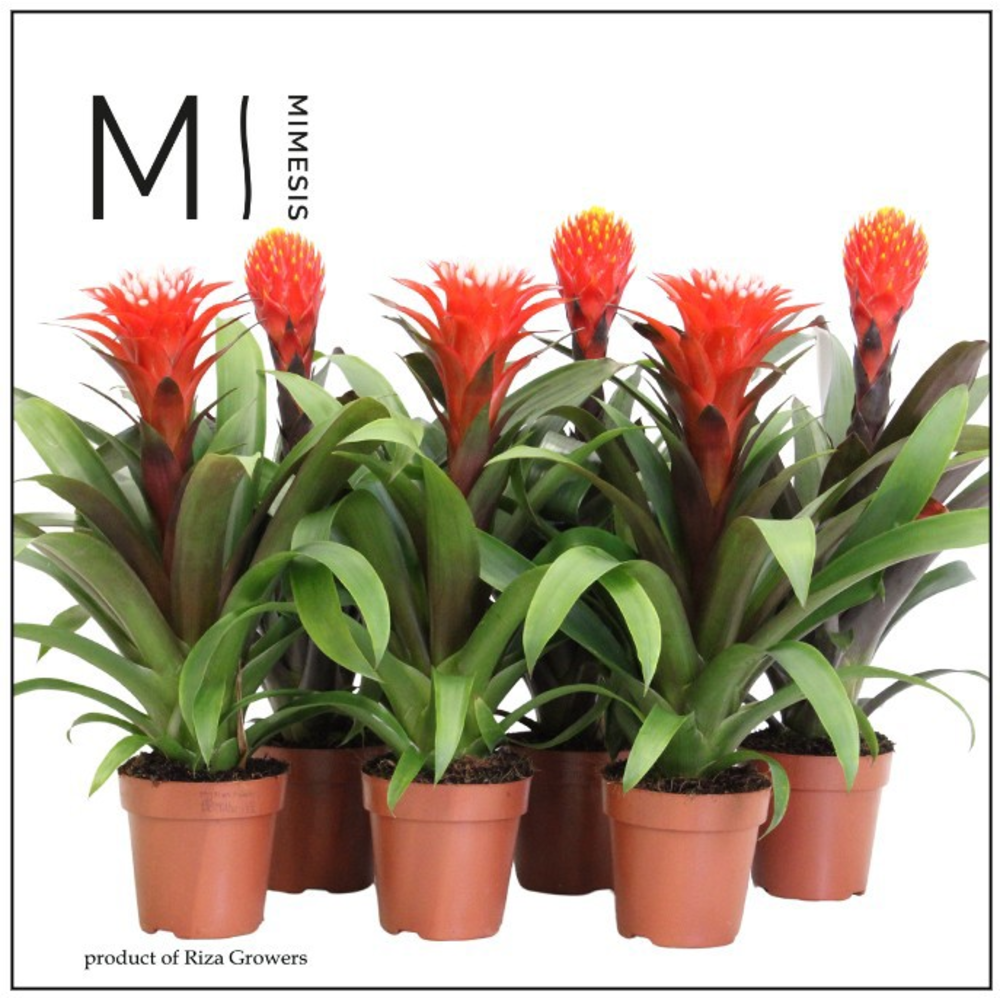 Mimesis Guzmania Rockyflower - 12 cm.